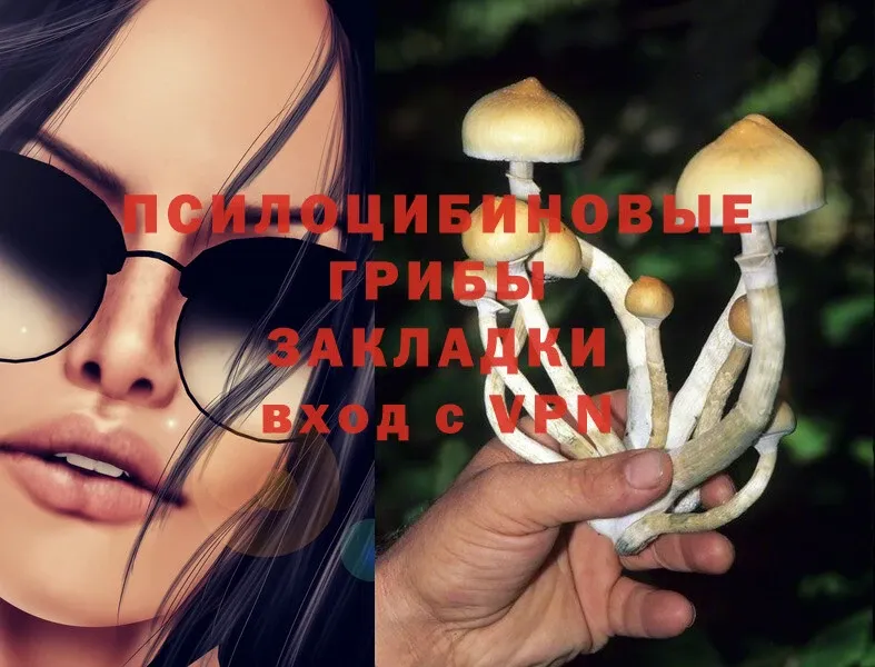 Псилоцибиновые грибы Psilocybine cubensis  площадка какой сайт  KRAKEN ссылки  Малая Вишера  купить наркотики сайты 